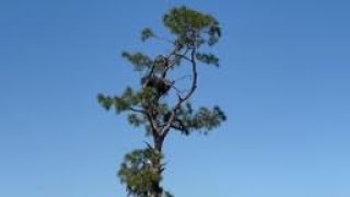 SWFL Eagle Cam fans want safer conditions for the beloved birds [upl. by Aelem]