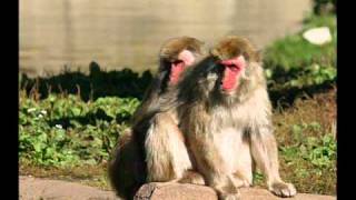 Top 10 Gay Homosexual Animals [upl. by Lettig]