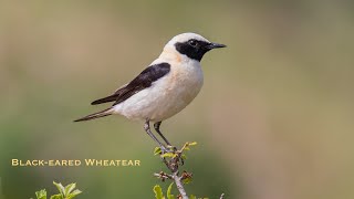 Blackeared Wheatear Collalba Rubia bird watching in Spain [upl. by Anialem]