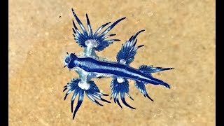 Blue Sea slug Glaucus Atlanticus Australia unedited [upl. by Kcirde]