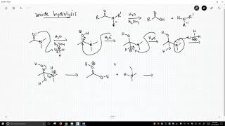 mechanism of amide hydrolysis [upl. by Covell]