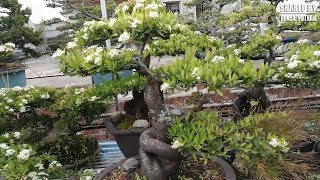 Mùa hoa Táo dại Bonsai  Flowering Crabapple trees bonsai [upl. by Macdermot]