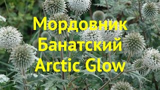 Мордовник банатский Арктик Глов Краткий обзор описание echinops bannaticus Arctic Glow [upl. by Fotina]