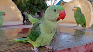 Alexandrine Chick Natural Sounds  Baby Parrot Natural Voice [upl. by Relyc]