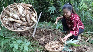 Have you ever grown Arrowroot at home  Harvest arrowroot for my recipe  Cooking with Sreypov [upl. by Ilac]