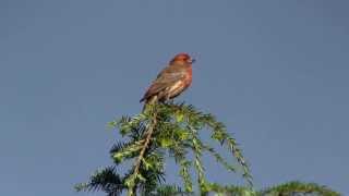 House Finch Мексиканская чечевица 2047sp [upl. by Ansley]