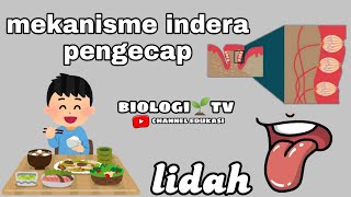 mekanisme indera pengecap lidah  biologi sma kelas 11 bab sistem indera [upl. by Ahsaenat]