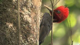 Talking with a Palebilled Woodpecker [upl. by Rita476]