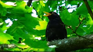 Blackbird Singing  Śpiew kosa  Amsel Lied Turdus Merula [upl. by Gaddi619]