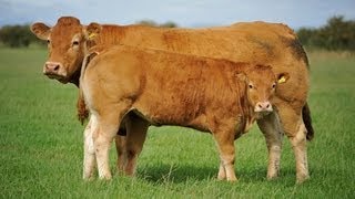 Cattle for sale at the Hartlaw Limousin dispersal Borderway Mart Carlisle September 14th 2013 [upl. by Maillliw]