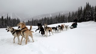 How to drive a dog sled Sun Peaks BC  Dog Sledding in Canada is fun [upl. by Barbuto]