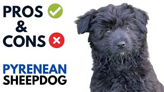 Pyrenean Sheepdog Pros and Cons  Chien de Berger des Pyrénées Dog Advantages and Disadvantages [upl. by Iy]