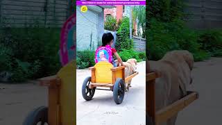 Smart pet dog 🐶🥰 Gadgets Smart Appliances Kitchen Utensils Home Inventions MTS Gyan [upl. by Claretta]