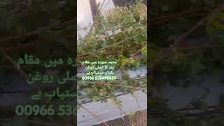 مدینہ منورہ میں مقام بدر کا اصلی روغن بلسان دستیاب ہے maqaam badr rogan balsan tree viral short [upl. by Donall561]