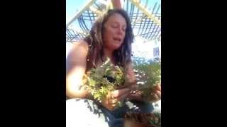 How to Eat purslane with herbalist Darcey blue [upl. by Clorinda]