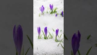 TimeLapse Snow Melting And Spring Saffron Crocus Flower Blooming  blooming flower [upl. by Razec]