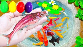 Start Beautiful Day with Colorful Surprise Eggs Goldfish Japan KOI Betta Catfish Molly Tetra [upl. by Lindell391]