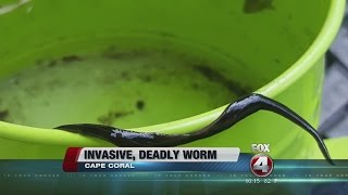 Invasive flat worms found in Cape Coral Florida [upl. by Dasteel582]