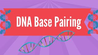 DNA Base Pairing [upl. by Cohligan]