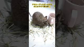 デグーを飼う前に知っておきたいこと①主食 デグ―を飼う前に知っておきたいこと 主食 [upl. by Steiner]