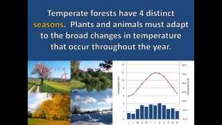 Temperate Forest Adaptations [upl. by Hannibal]