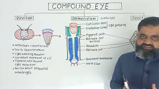 Compound Eye UrduHindi medium profmasoodfuzail Anatomy of Ommatidium  Insects Eye [upl. by Remmos961]