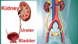 Kidney Stone or Calculus [upl. by Casta]