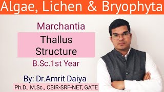 Marchantia  thallus structureBryophyta English amp Hindi By DrAmrit Daiya [upl. by Klusek]