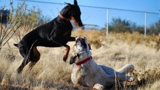 Doberman takes on Kangal  Two breeds playing hard [upl. by Devlen193]