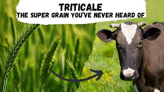 Triticale the Supergrain that Youve Never Heard of [upl. by Yulma591]