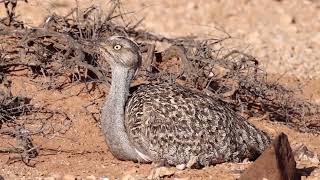 Fuerteventura Birding February 2022 [upl. by Ado395]