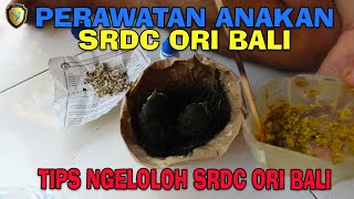 TIPS PERAWATAN SRDC ANAKANLOLOHAN SRDC AWAL MUSIM 2020 [upl. by Aehsrop]