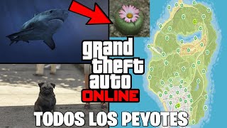 LAS 51 UBICACIONES DE LAS PLANTAS DE PEYOTES 2024  GUÍA COMPLETA GTA V ONLINE [upl. by Bowe]