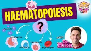 Hematopoiesis  Erythropoiesis [upl. by Ahsaeym67]