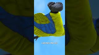 How Wingsuit Flying Works 😱 [upl. by Llerihs]