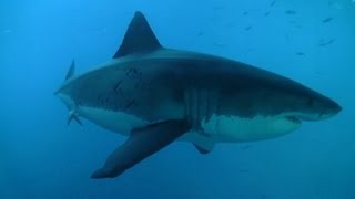 Great White Shark Secrets Revealed [upl. by Moss]