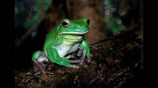 Frog Croaking Frog Ribbit Sound HD  Copyright Free Animal Sounds [upl. by Godden]