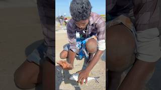 Wow 🤩 Absolutely Crazy Crazy 😜 Fishing 🎣  Fish caught in pamban bus bridge shorts [upl. by Giliana]