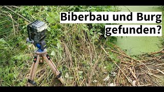 Biber 11 Bericht der Bau – und die letzten Beobachtungen [upl. by Japha]