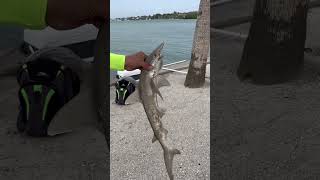 Bonnethead Shark Caught By Fisherman In Sarasota Florida florida sharkfishing [upl. by Aiuqcaj]