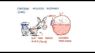 Radical Health Benefits of Autophagy [upl. by Haslam]