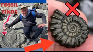 Lyme Regis Fossils Finds [upl. by Aizti]