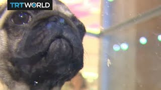 Money Talks Pet shops in Turkey prepare for ban on cats and dogs [upl. by Eedrahs]