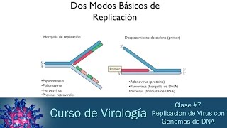 Clase 7  Replicación de Virus con Genoma de DNA [upl. by Dorine988]