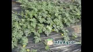 Watermelon Growing How to plant grow and harvest watermelon [upl. by Rosario981]