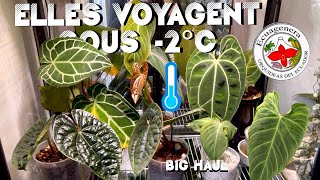 ENORME unboxing plantes rares PART 1  Elles ont voyagé dans le froid [upl. by Maryjane]