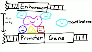 Promoters and Enhancers [upl. by Ahsilad649]