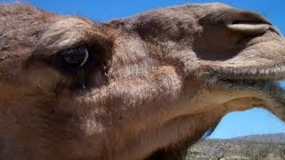 Nessie is angry Dominance display in the Dromedary Camel [upl. by Devina]