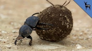 The Dung Beetle Is Stronger Than You [upl. by Brag]