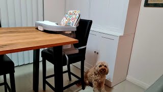 Review amp Unboxing  Fisher Price SpaceSaver High Chair Booster Seat [upl. by Terr]